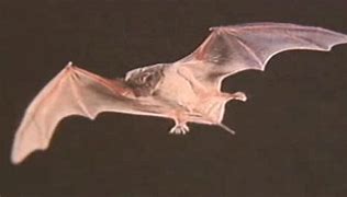 Image result for Tampa Florida Bats