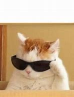 Image result for Cat with Sunglasses Meme Cash Money