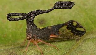 Image result for Weirdest Insect Life Cycle