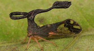 Image result for Weird Bugs Real