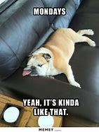 Image result for Lazy Funny Pics