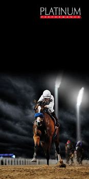 Image result for Dubai World Cup Horse Racing