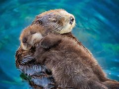 Image result for Otter with Snacks