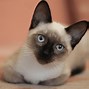 Image result for Siamese Cat iPhone 5S Case