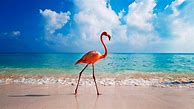 Image result for Flamingo Summer Wallpaper