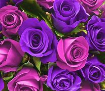 Image result for Hot Pink Roses Flower