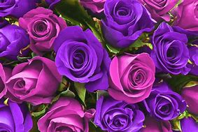 Image result for Purple and Pink Lace Rose