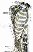 Image result for Thoracic Intercostal Nerves