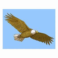 Image result for Bald Eagle Human Drawing