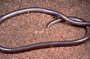 Image result for Leptotyphlops Bilineatus