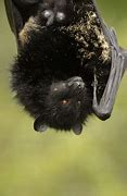 Image result for Livingstone's Fruit Bat