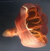 Image result for Cirrina Octopus