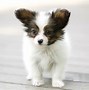 Image result for Small Dog Breeds Papillon