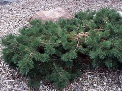 Image result for Pinus sylvestris Hillside Creeper