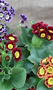 Image result for Primula x pubescens Wedgwood