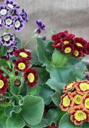 Image result for Primula auricula Colbury