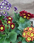 Image result for Primula auricula Sussanah