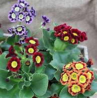 Image result for Primula auricula Tosca