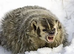 Image result for Cute Angry Animals