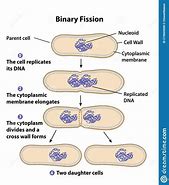 Image result for Binary Fission Diagram