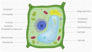 Image result for Plant Cell