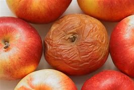 Image result for Spoiled Apple