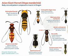 Image result for Hornet Anatomy