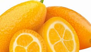 Image result for Giant Orange Fruit