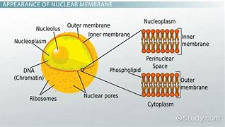 Image result for Nuclear Membrane