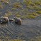 Image result for Wild Elephants in Africa