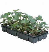 Image result for Everbearing Strawberry Plants