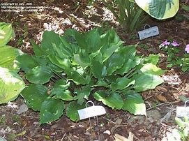 Image result for Hosta Candy Dish