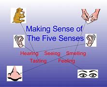 Image result for 5 Senses Touch