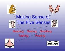 Image result for Five Senses Illustration