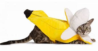 Image result for Cat in Banana Suit for Purchase Toy
