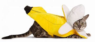 Image result for Cat Banana Costume