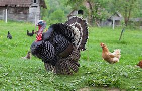 Image result for Biggest Turkey