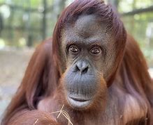 Image result for Ape Throws Ape