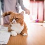Image result for The Cat Parade Wallpaper Funny