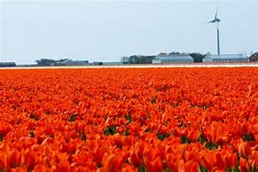 Image result for Tulip Season Netherlands