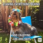 Image result for Vacation Animal Meme