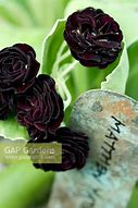 Image result for Primula auricula Matthew Yates