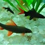 Image result for Pink Tail Shark