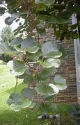Image result for Actinidia chinensis Tomuri