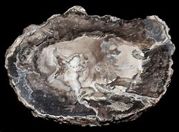 Image result for Petrified Wood Slice