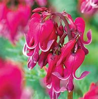 Image result for Dicentra Red Fountain