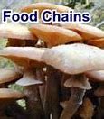 Image result for Platypus Food Chain