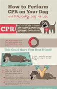 Image result for Pet CPR Steps