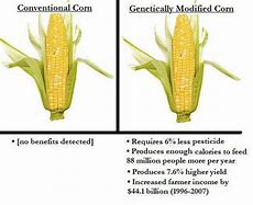 Image result for Conventional vs GMOs
