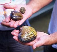 Image result for Mahogany Clams